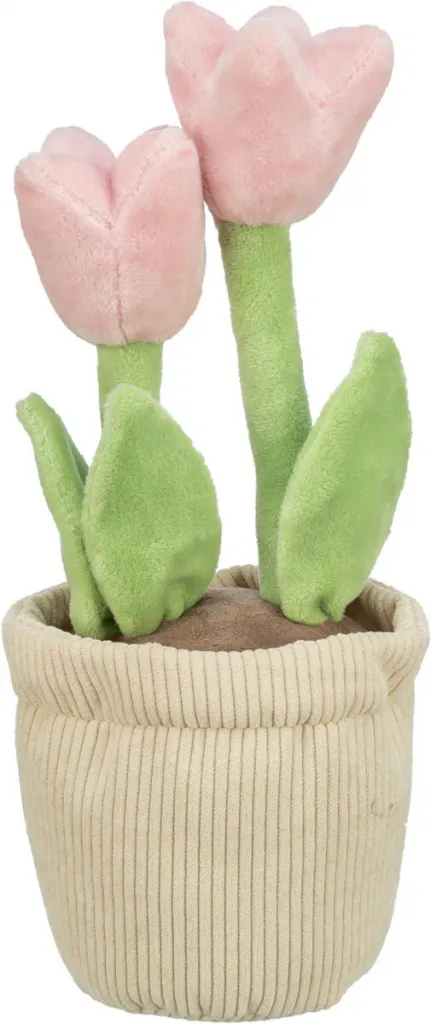 Tulpe